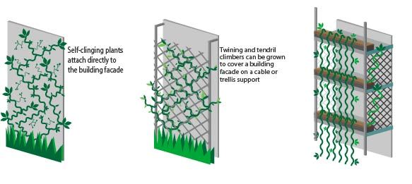 Figure-16-climbing_plants